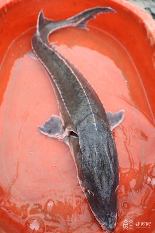 有哪些免費的鱘龍魚高清圖片？（免費鱘龍魚高清圖片來源）