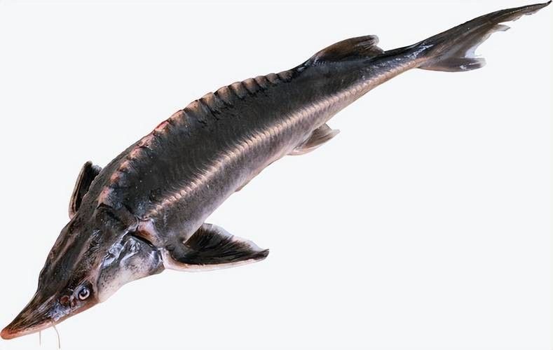有哪些免費的鱘龍魚高清圖片？（免費鱘龍魚高清圖片來源）