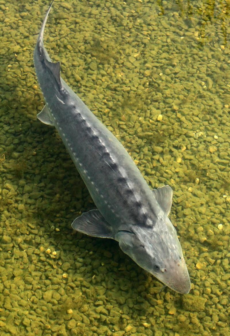 有哪些免費的鱘龍魚高清圖片？（免費鱘龍魚高清圖片來源）
