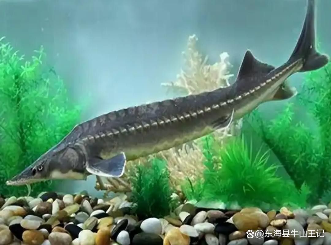 有哪些免費的鱘龍魚高清圖片？（免費鱘龍魚高清圖片來源）