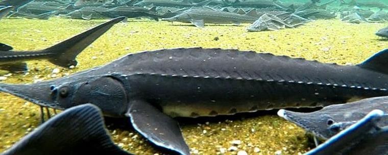 有哪些免費的鱘龍魚高清圖片？（免費鱘龍魚高清圖片來源）