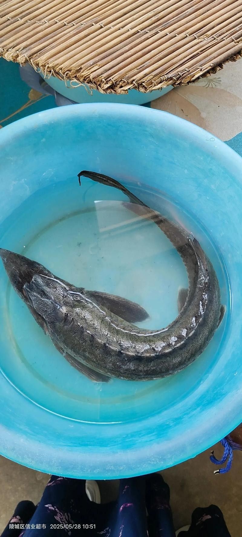 有哪些免費的鱘龍魚高清圖片？（免費鱘龍魚高清圖片來源）