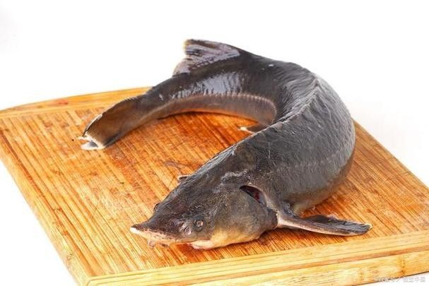 有哪些免費的鱘龍魚高清圖片？（免費鱘龍魚高清圖片來源）
