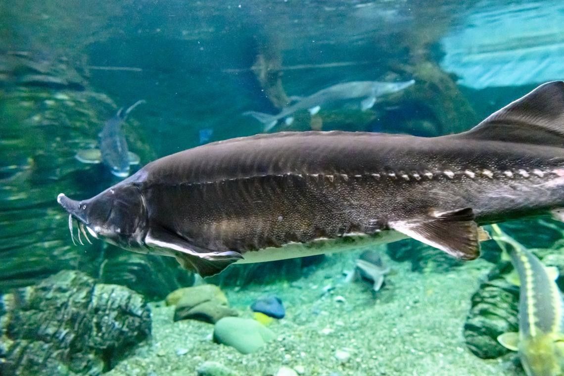 有哪些免費的鱘龍魚高清圖片？（免費鱘龍魚高清圖片來源）