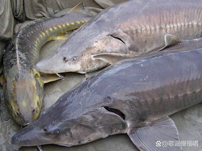 有哪些免費的鱘龍魚高清圖片？（免費鱘龍魚高清圖片來源）