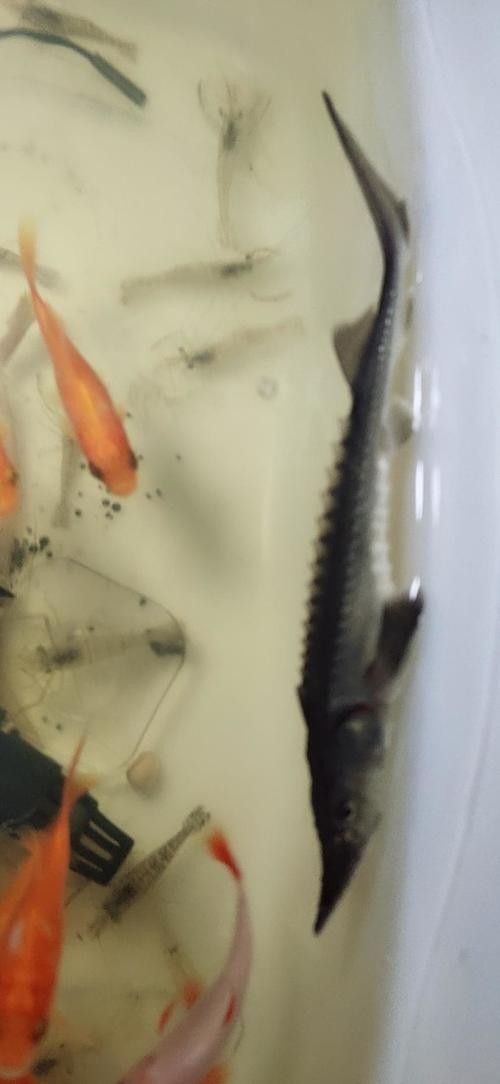 有哪些免費的鱘龍魚高清圖片？（免費鱘龍魚高清圖片來源）