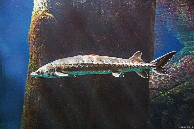 有哪些免費的鱘龍魚高清圖片？（免費鱘龍魚高清圖片來源）