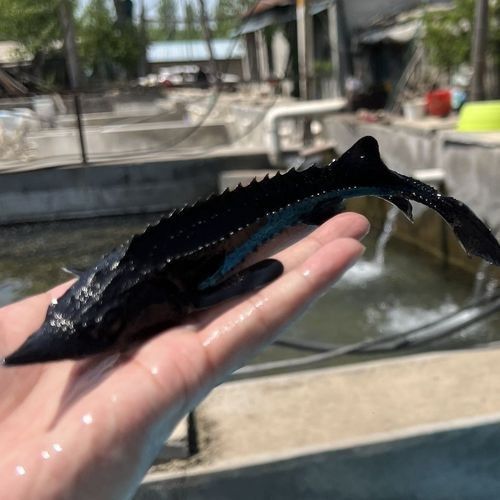 有哪些免費的鱘龍魚高清圖片？（免費鱘龍魚高清圖片來源）