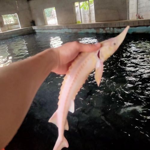 有哪些免費的鱘龍魚高清圖片？（免費鱘龍魚高清圖片來源）