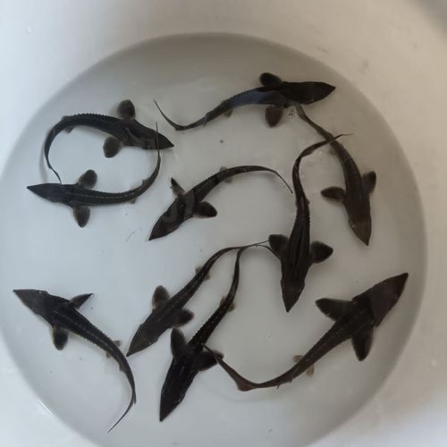 有哪些免費的鱘龍魚高清圖片？（免費鱘龍魚高清圖片來源）