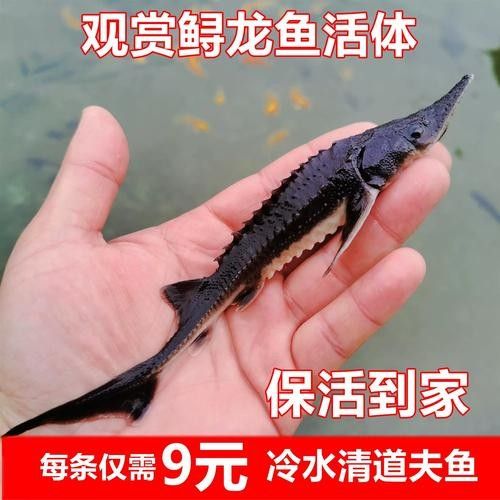 有哪些免費的鱘龍魚高清圖片？（免費鱘龍魚高清圖片來源）