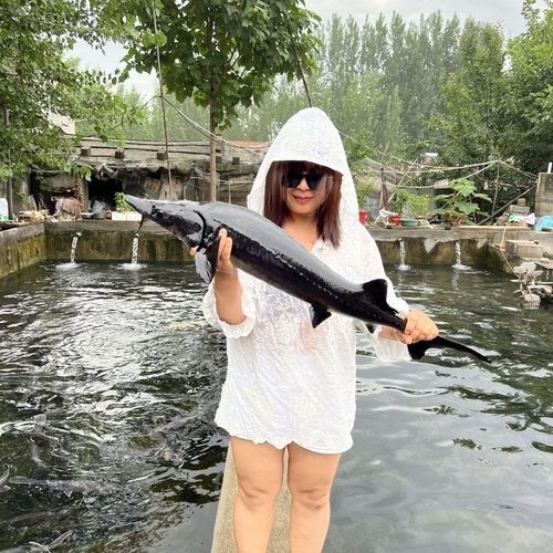 有哪些免費的鱘龍魚高清圖片？（免費鱘龍魚高清圖片來源）