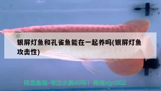 銀屏燈魚和孔雀魚能在一起養嗎(銀屏燈魚攻擊性)（銀屏燈魚和孔雀魚可以混養嗎）