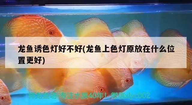龍魚誘色燈好不好(龍魚上色燈原放在什么位置更好)（龍魚誘色燈好不好）