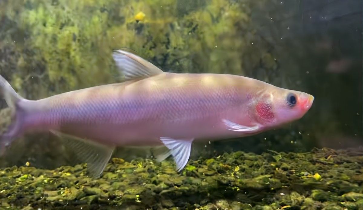 翹嘴龍魚(yú)的市場(chǎng)需求如何？（“淡水魚(yú)之王”翹嘴魚(yú):刺多如鯽，價(jià)貴如金）