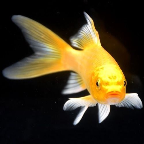蒸金龍魚的5大竅門，清蒸金龍魚的5大竅門