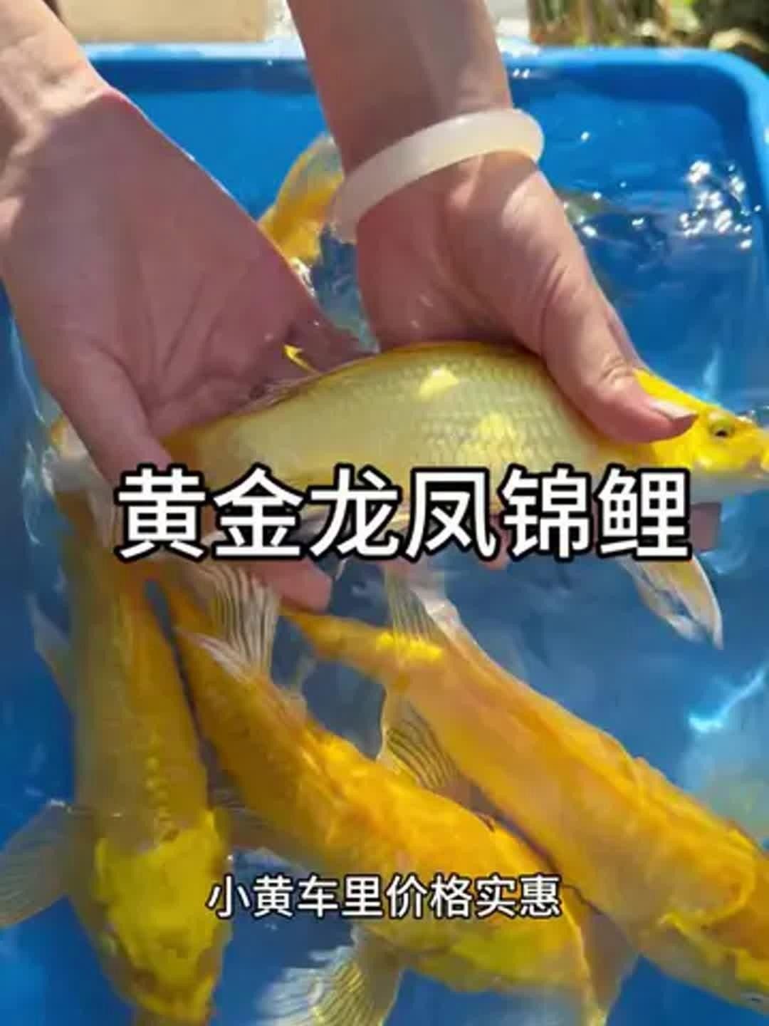 龍鳳鯉魚品牌（京東平臺龍鳳鯉魚品牌介紹）