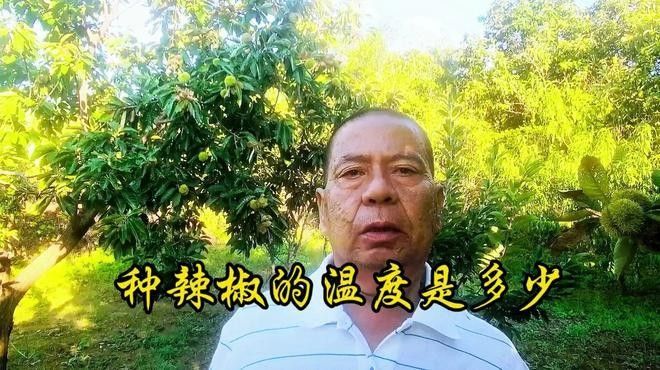 辣椒紅龍的最佳種植時(shí)間是什么時(shí)候（袁蔬記）