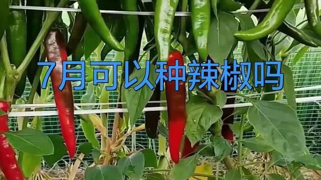 辣椒紅龍的最佳種植時(shí)間是什么時(shí)候（袁蔬記）