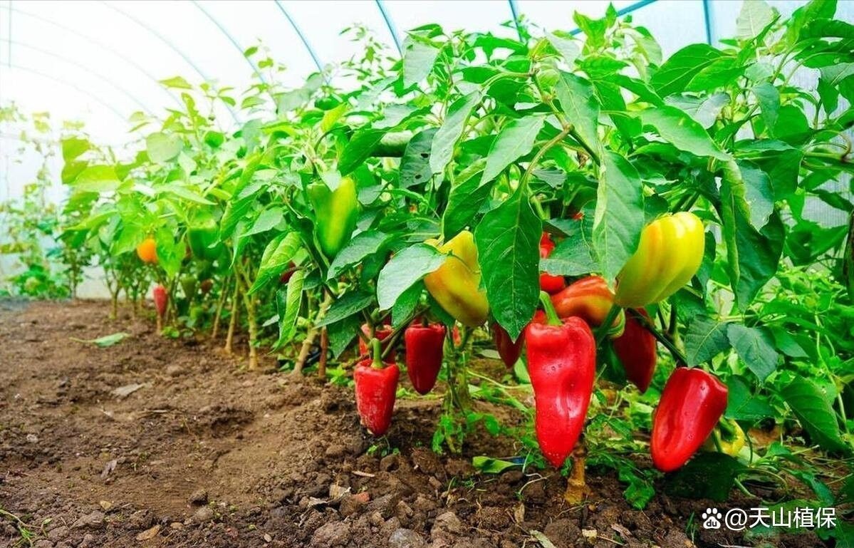辣椒紅龍的最佳種植時(shí)間是什么時(shí)候（袁蔬記）