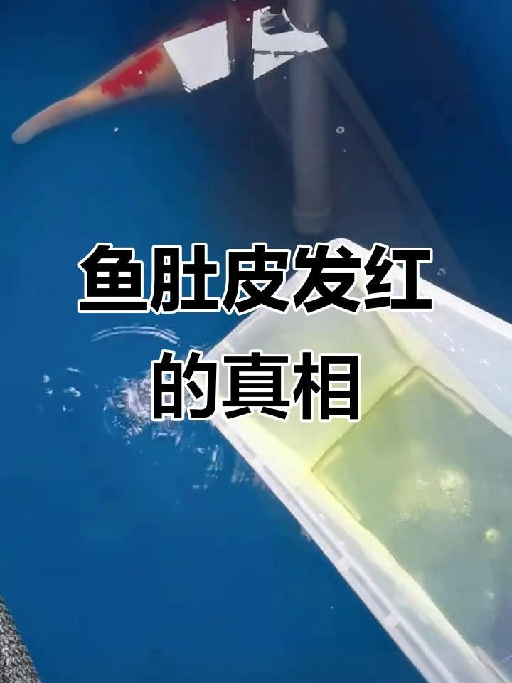 紅白錦鯉魚常見疾病（紅白錦鯉常見病10大表現疆途客錦鯉殺蟲用什么藥好）