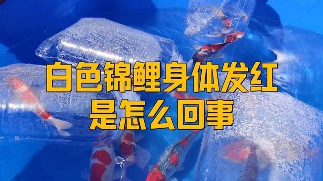紅白錦鯉魚常見疾病（紅白錦鯉常見病10大表現疆途客錦鯉殺蟲用什么藥好）
