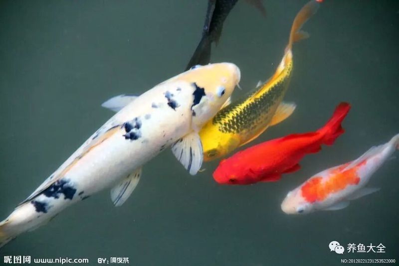 紅白錦鯉魚常見疾病（紅白錦鯉常見病10大表現疆途客錦鯉殺蟲用什么藥好）