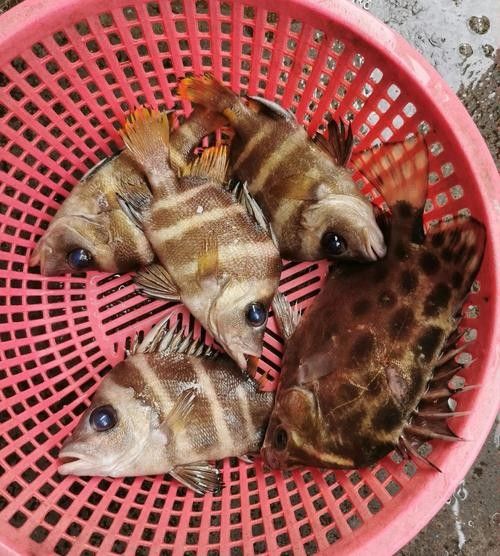 海南最出名的魚(yú)（海南十<strong><mark>大名</mark></strong>魚(yú)柒味饗海南馬友魚(yú):海南的味道）