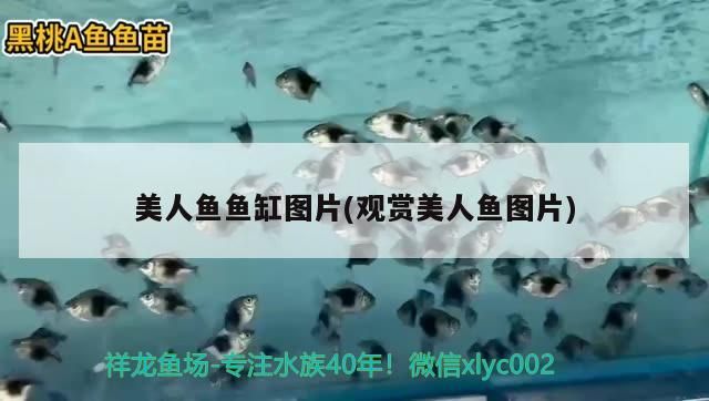 河源市觀賞魚店鋪出租價格查詢：河源金魚店鋪在哪里（源市觀賞魚店鋪出租價格查詢）