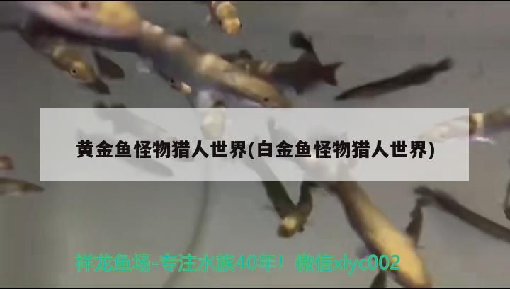 黃金魚怪物獵人世界(白金魚怪物獵人世界)（《怪物獵人：世界》怪物獵人世界） 黃金魚怪物獵人世界(白金魚怪物獵人世界)（《怪物獵人：世界》怪物獵人世界） 觀賞魚百科