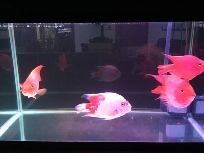 觀賞魚吧（關于觀賞魚的養殖技術） 觀賞魚吧（關于觀賞魚的養殖技術） 觀賞魚百科 第1張