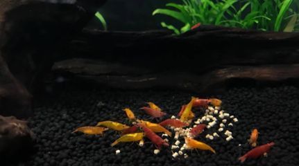 觀賞魚吧（關于觀賞魚的養殖技術） 觀賞魚吧（關于觀賞魚的養殖技術） 觀賞魚百科 第2張