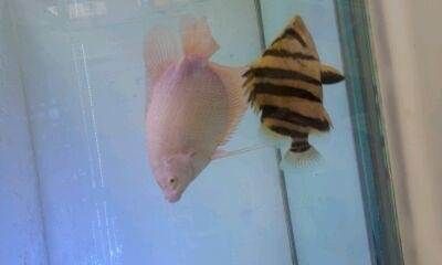觀賞魚吧（關于觀賞魚的養殖技術） 觀賞魚吧（關于觀賞魚的養殖技術） 觀賞魚百科 第3張