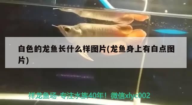 白色的龍魚長什么樣圖片(龍魚身上有白點(diǎn)圖片)