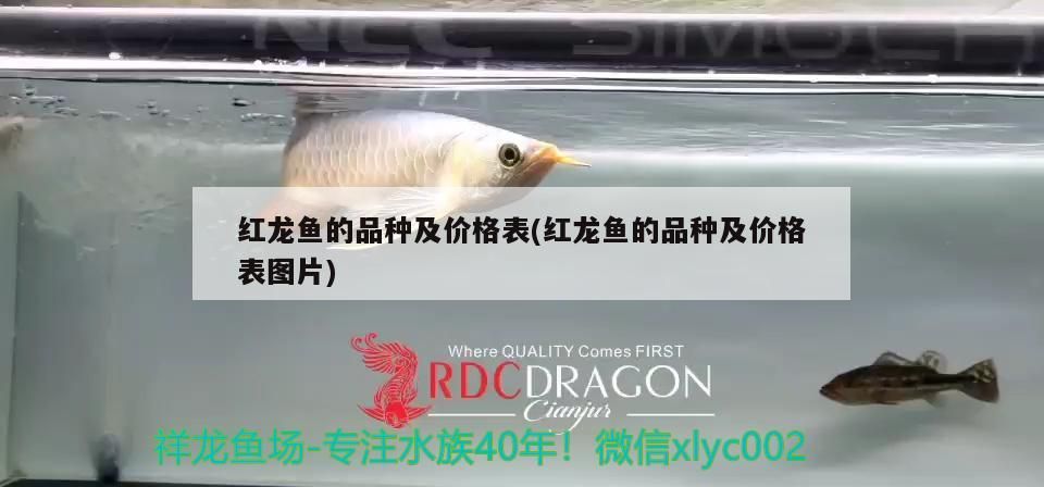 鱘龍魚怎么飼養(yǎng)，雀鱔可以吃嗎（鱘龍魚的飼養(yǎng)與雀鱔的飼養(yǎng)方法）