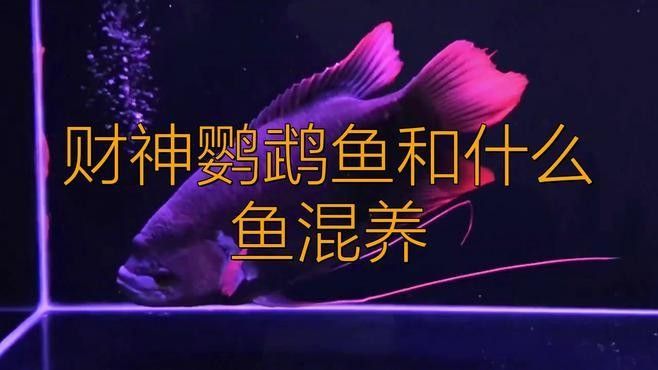 財神鸚鵡魚和什么魚混養(yǎng)