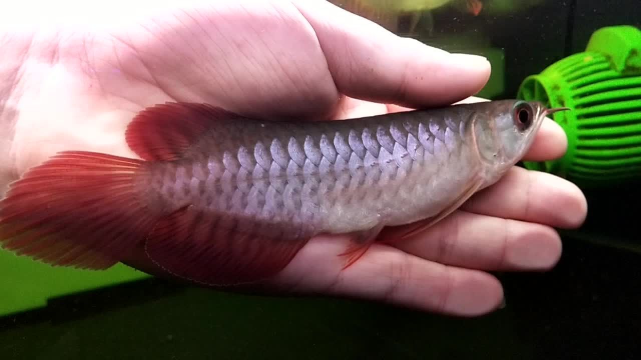 抖音里面的紅龍魚敢不敢買（抖音上買紅龍魚需要注意什么？）