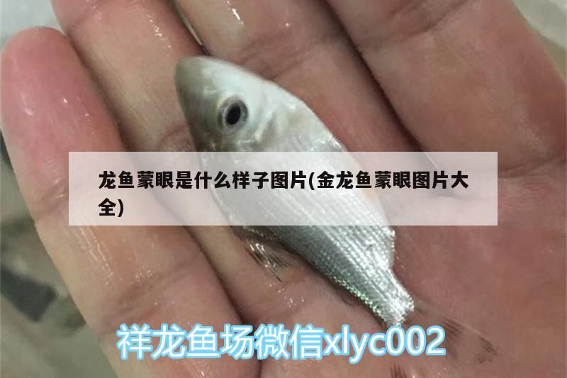 龍魚蒙眼是什么樣子圖片(金龍魚蒙眼圖片大全)（龍魚蒙眼怎么治療）