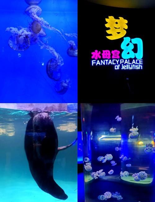 青島龍魚(yú)專(zhuān)賣(mài)店哪家服務(wù)最好（青島龍魚(yú)專(zhuān)賣(mài)店）