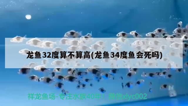 龍崗水族批發市場在哪里（龍崗水族批發市場在哪里啊）