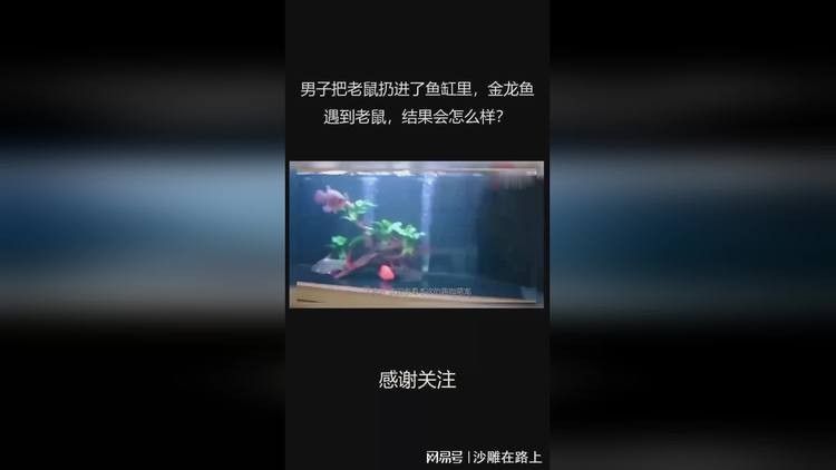 金龍魚捕食老鼠的視頻（金龍魚捕食老鼠的相關視頻）