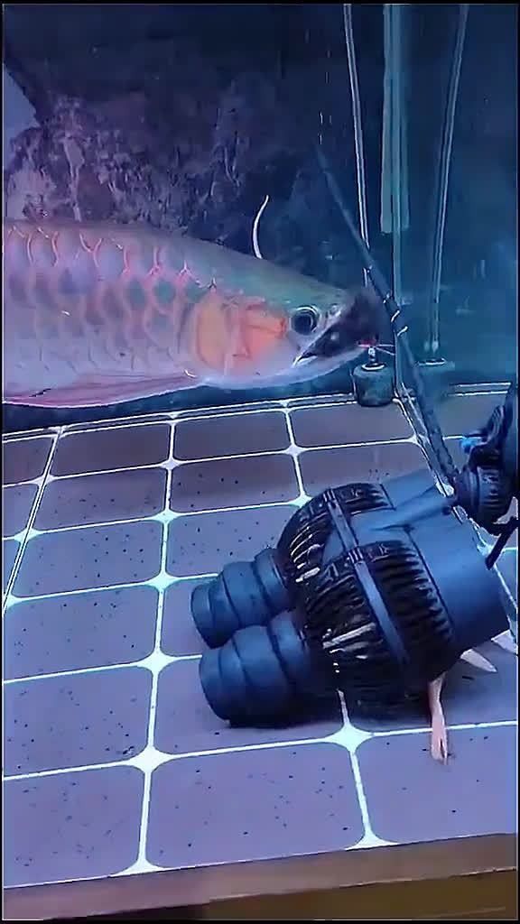 金龍魚捕食老鼠的視頻（金龍魚捕食老鼠的相關視頻）