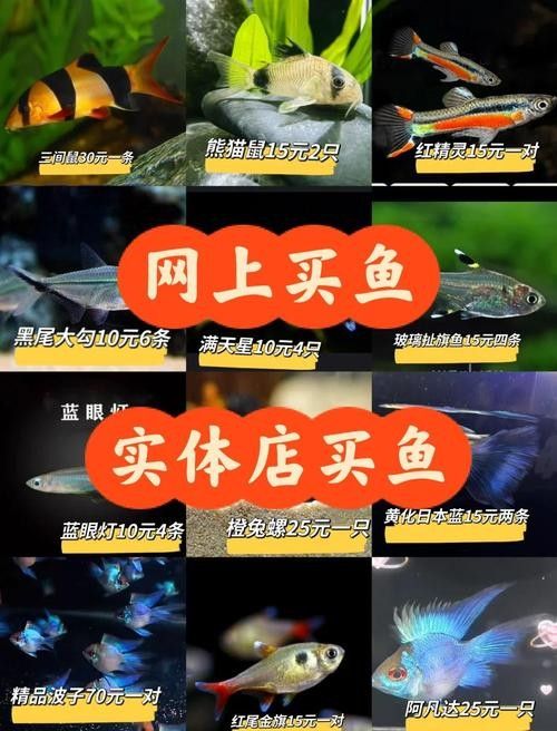 如何聯系水族館或觀賞魚交易平臺？（北京集鼎龍水族商貿有限公司網上買觀賞魚哪個平臺好）