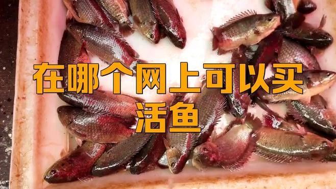 如何聯系水族館或觀賞魚交易平臺？（北京集鼎龍水族商貿有限公司網上買觀賞魚哪個平臺好）