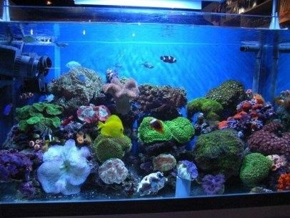 如何聯系水族館或觀賞魚交易平臺？（北京集鼎龍水族商貿有限公司網上買觀賞魚哪個平臺好）