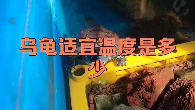 龍龜魚缸最佳水溫是多少（關于龍龜魚缸最佳水溫的一些建議）