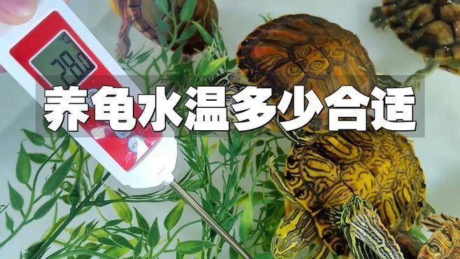 龍龜魚缸最佳水溫是多少（關于龍龜魚缸最佳水溫的一些建議）