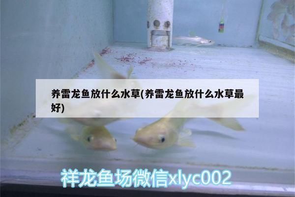 雷龍魚適宜的水草種類（雷龍魚適宜的水草種類以及其他養殖注意事項）