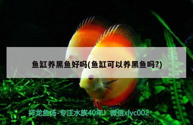 魚缸養(yǎng)黑魚好嗎(魚缸可以養(yǎng)黑魚嗎?)（魚缸養(yǎng)黑魚好嗎）