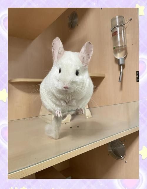 龍貓的飼養注意事項有哪些（養龍貓的注意事項有哪些）